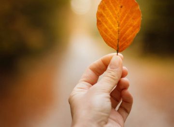 Autumn beauty